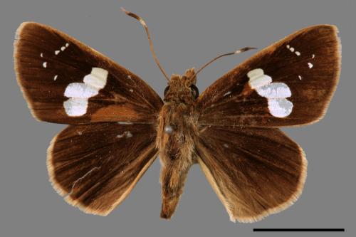 Notocrypta curvifascia[黑挵蝶][00013835]