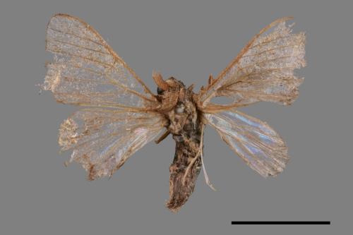 Triuncina brunnea[褐斑白蠶蛾][00053083]