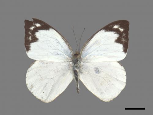 Appias indra aristoxemus[雲紋粉蝶][00060219]