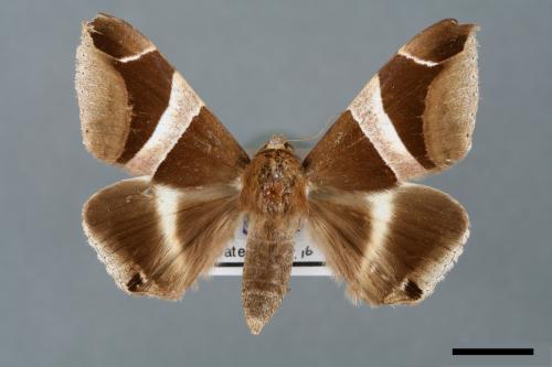 Dysgonia praetermissa[腎巾夜蛾][00005769]