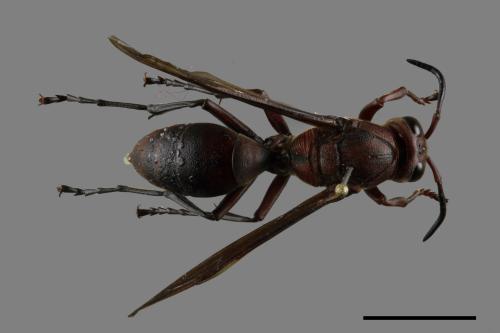 Polistes tenebricosus[赭褐長腳蜂][00117546]