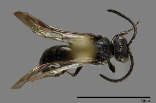 <已分類>Family：Halictidae[隧蜂科][00073798]