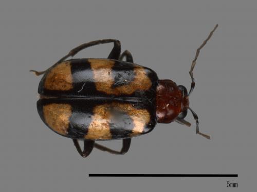 <已分類>Family：Chrysomelidae[金花蟲科][00048571]