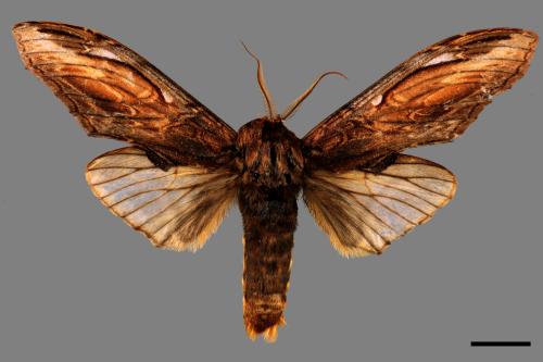 Acmeshachia gigantea[話筒舟蛾][00058728]