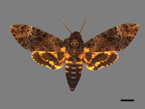 Acherontia lachesis[人面天蛾][00017806]
