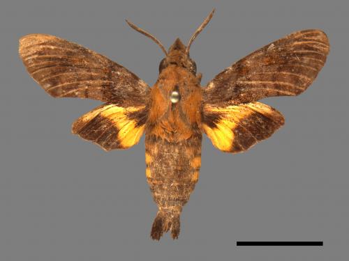 Macroglossum pyrrhosticta[黃斑長喙天蛾][00016509]