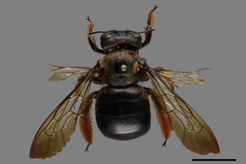 Xylocopa ruficeps[紅胸木蜂][00119499]