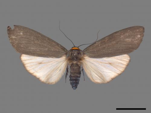 Paraona staudingeri[烏閃苔蛾][00044526]