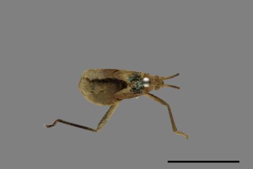 Homoeocerus unipunctatus[00075343]