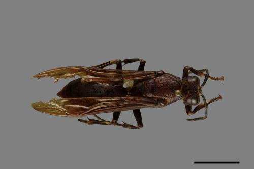 Polistes gigas[巨長腳蜂][00074302]