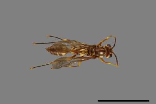 Parapolybia varia[變側異腹胡蜂][00078626]