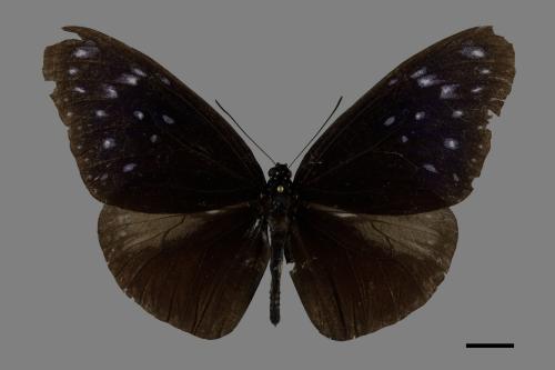 Euploea mulciber barsine[端紫斑蝶][00101599]