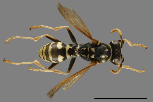 Polistes chinensis[中華馬蜂][00102434]