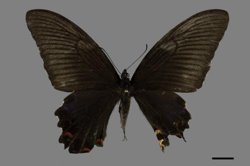 Papilio bianor thrasymedes[烏鴉鳳蝶][00094501]