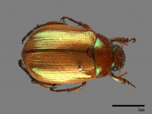 Mimela testaceoviridis[黃艷金龜][00081365]