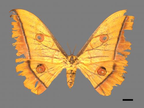 Antheraea yamamai superba[大透目天蠶蛾][00016044]