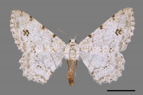 Lassaba parvalbidaria parvalbidaria[污雪雙斑尺蛾][00030389]