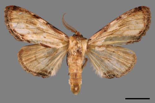 Hupodonta corticalis[00057064]