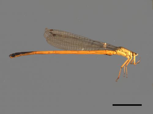 Ceriagrion fallax fallax[眛影細蟌][00104109]