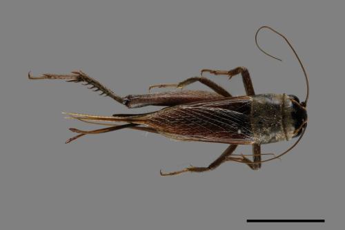 <已分類>Family：Gryllidae[蟋蟀科][00040666]