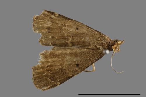 <已分類>Family：Noctuidae[夜蛾科][00010662]