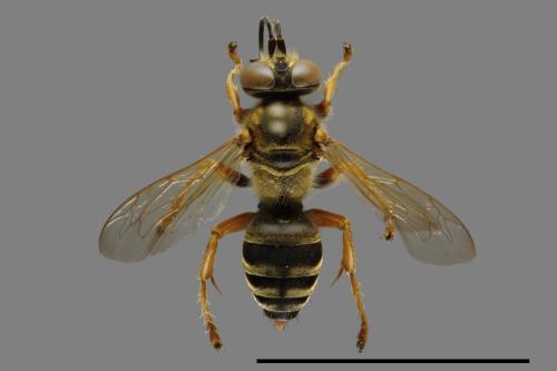 <已分類>Family：Sphecidae[細腰蜂科][00119381]