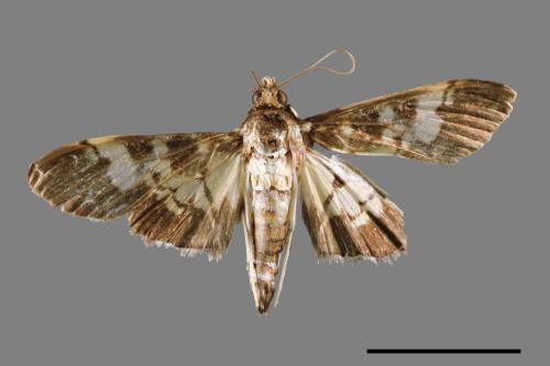 <已分類>Family：Crambidae[草螟科][00065577]