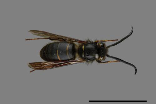 Vespula flaviceps[細黃胡蜂][00073400]