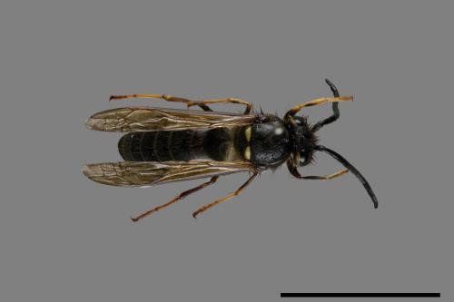 Vespula flaviceps[細黃胡蜂][00072885]