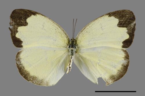 Eurema blanda arsakia[臺灣黃蝶][00094050]