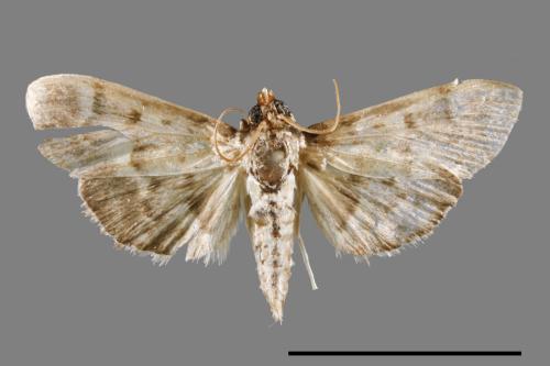 <已分類>Family：Crambidae[草螟科][00037323]