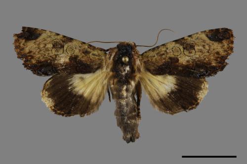 Aedia flavescens[00093087]