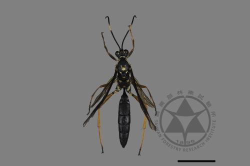 <已分類>Family：Ichneumonidae[姬蜂科][00181028]