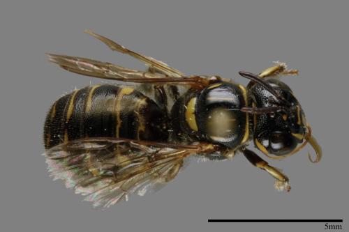 <已分類>Genus：Ceratina[00073861]