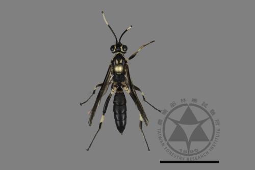 <已分類>Family：Ichneumonidae[姬蜂科][00197779]