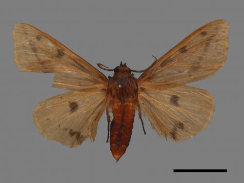 Spilarctia fumida[煙污燈蛾][00059931]