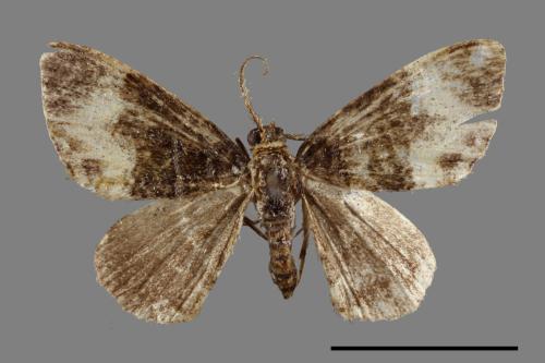 <已分類>Family：Geometridae[尺蠖蛾科][00071509]