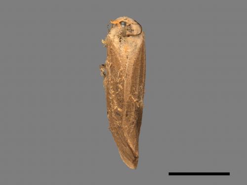 Creatonotos transiens vacillans[八點燈蛾][00022750]