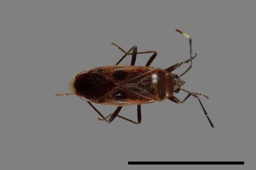 Physopelta parviceps[東亞斑紅椿][00041056]