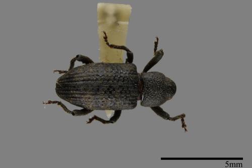 <已分類>Family：Curculionidae[象鼻蟲科][00092743]