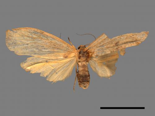 Eilema rubrescens[中條灰苔蛾][00038999]