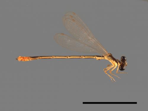 Agriocnemis femina oryzae[白粉細蟌][00104132]