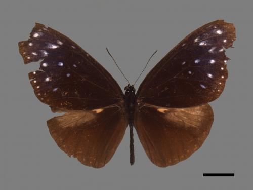 Euploea mulciber barsine[端紫斑蝶][00061510]