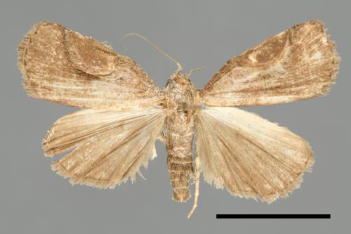 <已分類>Family：Noctuidae[夜蛾科][00011217]