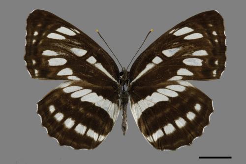 Neptis hylas luculenta[琉球三線蝶][00101640]