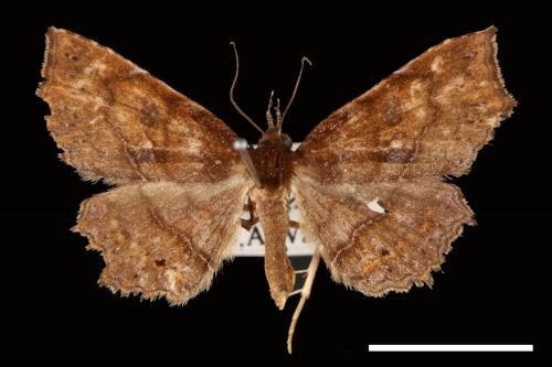 Eutrogia morosa[00007513]