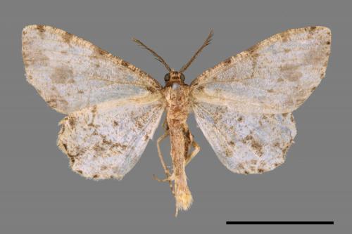 Deileptenia rimosaria[黑斑微黃尺蛾][00044166]