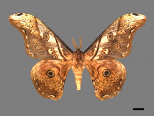 Saturnia thibeta nbsp okurai[大綠目天蠶蛾][00016035]