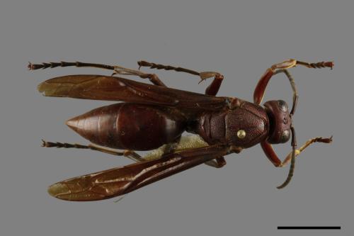 Polistes gigas[巨長腳蜂][00101698]