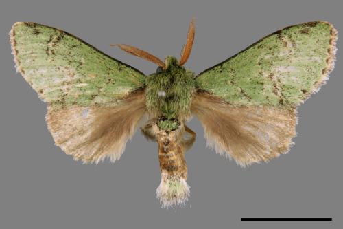 Stauropus takamukuana[綠蟻舟蛾][00044172]